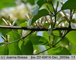 Lonicera maackii (wiciokrzew Maacka)