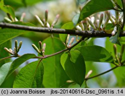 Lonicera maackii (wiciokrzew Maacka)