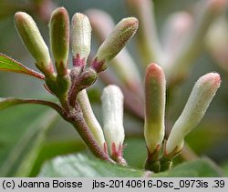 Lonicera maackii (wiciokrzew Maacka)