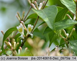 Lonicera maackii (wiciokrzew Maacka)