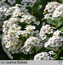 Spiraea nipponica Snowmound