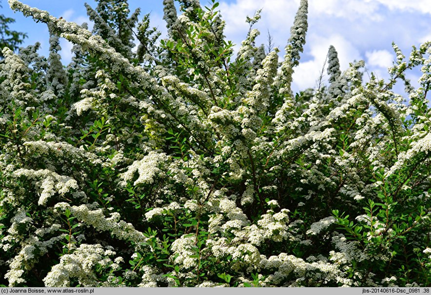 Spiraea nipponica Snowmound