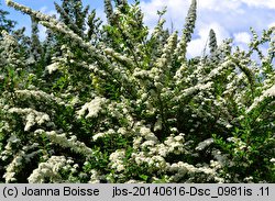 Spiraea nipponica Snowmound