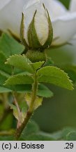 Rosa spinosissima (róża gęstokolczasta)