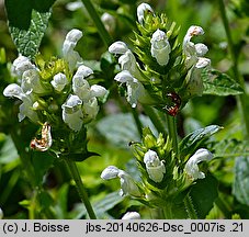 Prunella grandiflora (głowienka wielkokwiatowa)