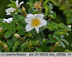 Rosa spinosissima (róża gęstokolczasta)