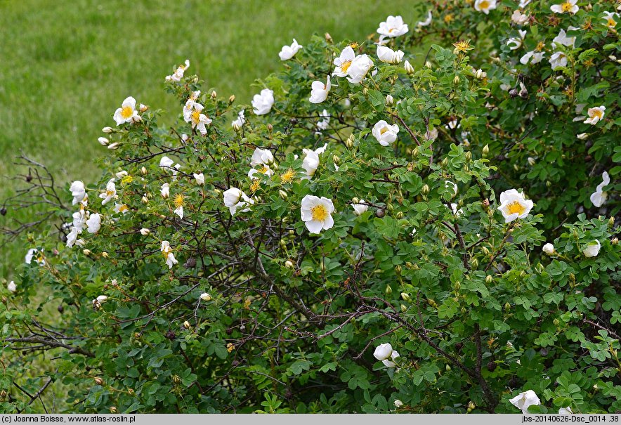 Rosa spinosissima (róża gęstokolczasta)
