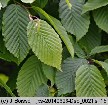 Carpinus betulus (grab pospolity)