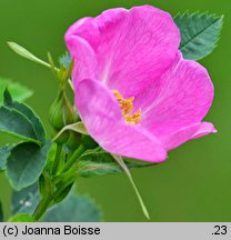 Rosa banksiopsis