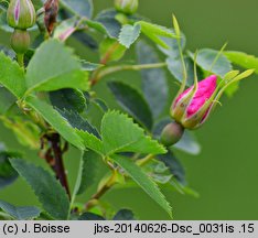 Rosa banksiopsis