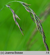 Festuca amethystina (kostrzewa ametystowa)