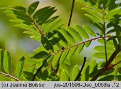 Sorbus ×arnoldiana (jarząb Arnolda)