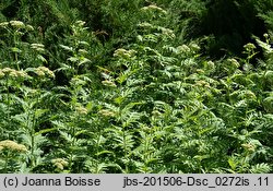 Achillea macrophylla (krwawnik wielkolistny)