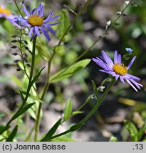 Aster tibeticus (aster tybetański)