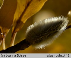 Magnolia kobus (magnolia japońska)