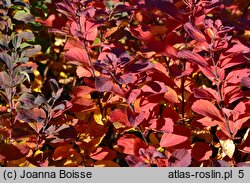 Spiraea betulifolia (tawuła brzozolistna)