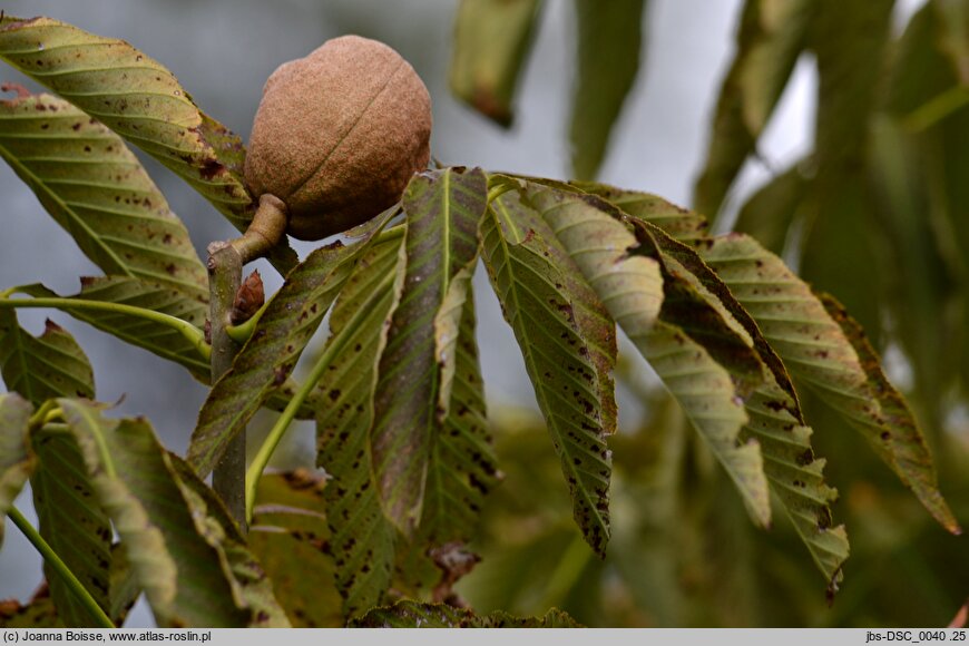 Aesculus ×neglecta (kasztanowiec plamisty)