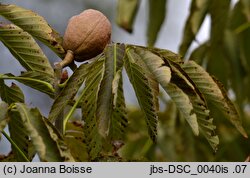 Aesculus ×neglecta (kasztanowiec plamisty)