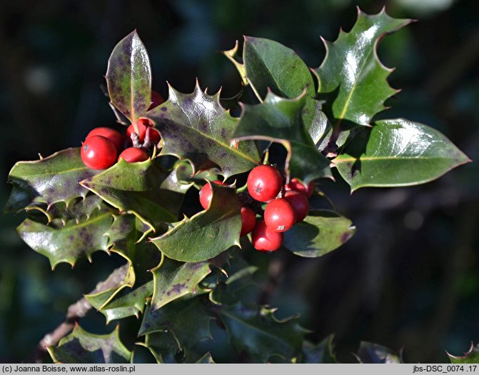 Ilex aquifolium (ostrokrzew kolczasty)