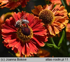 Helenium autumnale (dzielżan jesienny)