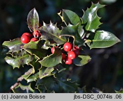 Ilex aquifolium (ostrokrzew kolczasty)