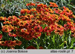 Helenium autumnale (dzielżan jesienny)