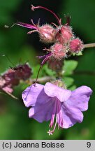 Geranium dalmaticum (bodziszek dalmatyński)