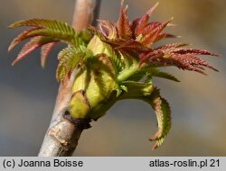 Sorbaria sorbifolia (tawlina jarzębolistna)