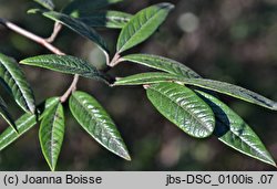 Cotoneaster salicifolius (irga wierzbolistna)