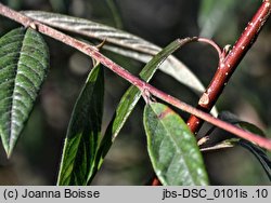 Cotoneaster salicifolius (irga wierzbolistna)