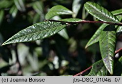 Cotoneaster salicifolius (irga wierzbolistna)