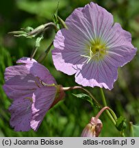 Oenothera speciosa (wiesiołek okazały)