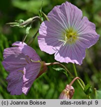 Oenothera speciosa ‘Twilight’ (wiesiołek okazały 'Twilight')