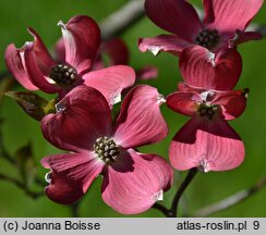 Cornus florida (dereń kwiecisty)