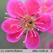 Prunus mume (morela japońska)