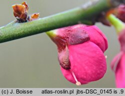 Prunus mume (morela japońska)