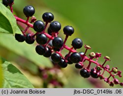 Phytolacca americana (szkarłatka amerykańska)