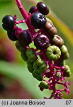 Phytolacca americana (szkarłatka amerykańska)