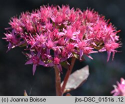 Hylotelephium cauticola Ruby Glow