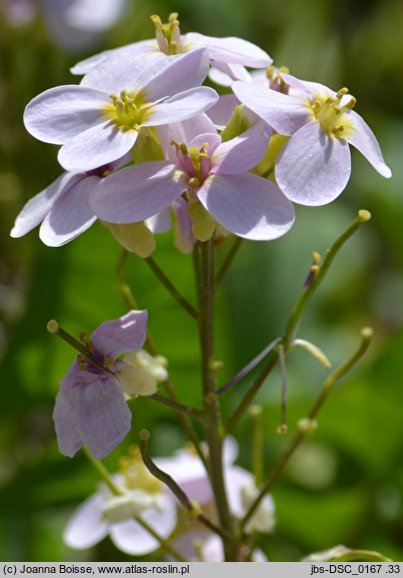 Arabis ×arendsii (gęsiówka Arendsa)