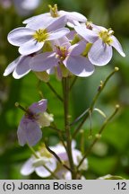 Arabis ×arendsii (gęsiówka Arendsa)