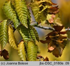 Carpinus orientalis (grab wschodni)