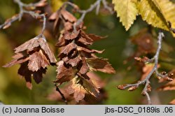 Carpinus orientalis (grab wschodni)