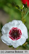 Linum grandiflorum (len wielkokwiatowy)