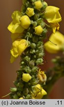 Verbascum bombyciferum (dziewanna jedwabista)