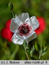 Linum grandiflorum (len wielkokwiatowy)