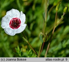 Linum grandiflorum (len wielkokwiatowy)