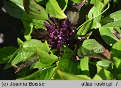 Ocimum tenuiflorum (bazylia tajska)