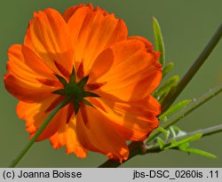 Cosmos sulphureus (kosmos siarkowy)