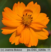 Cosmos sulphureus (kosmos siarkowy)